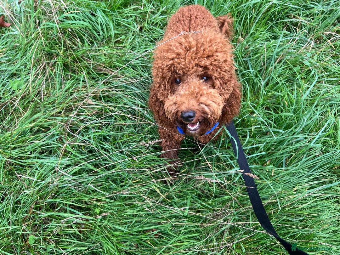 Miniature Poodle dogs for sale: Beautiful deep red  - Image 5