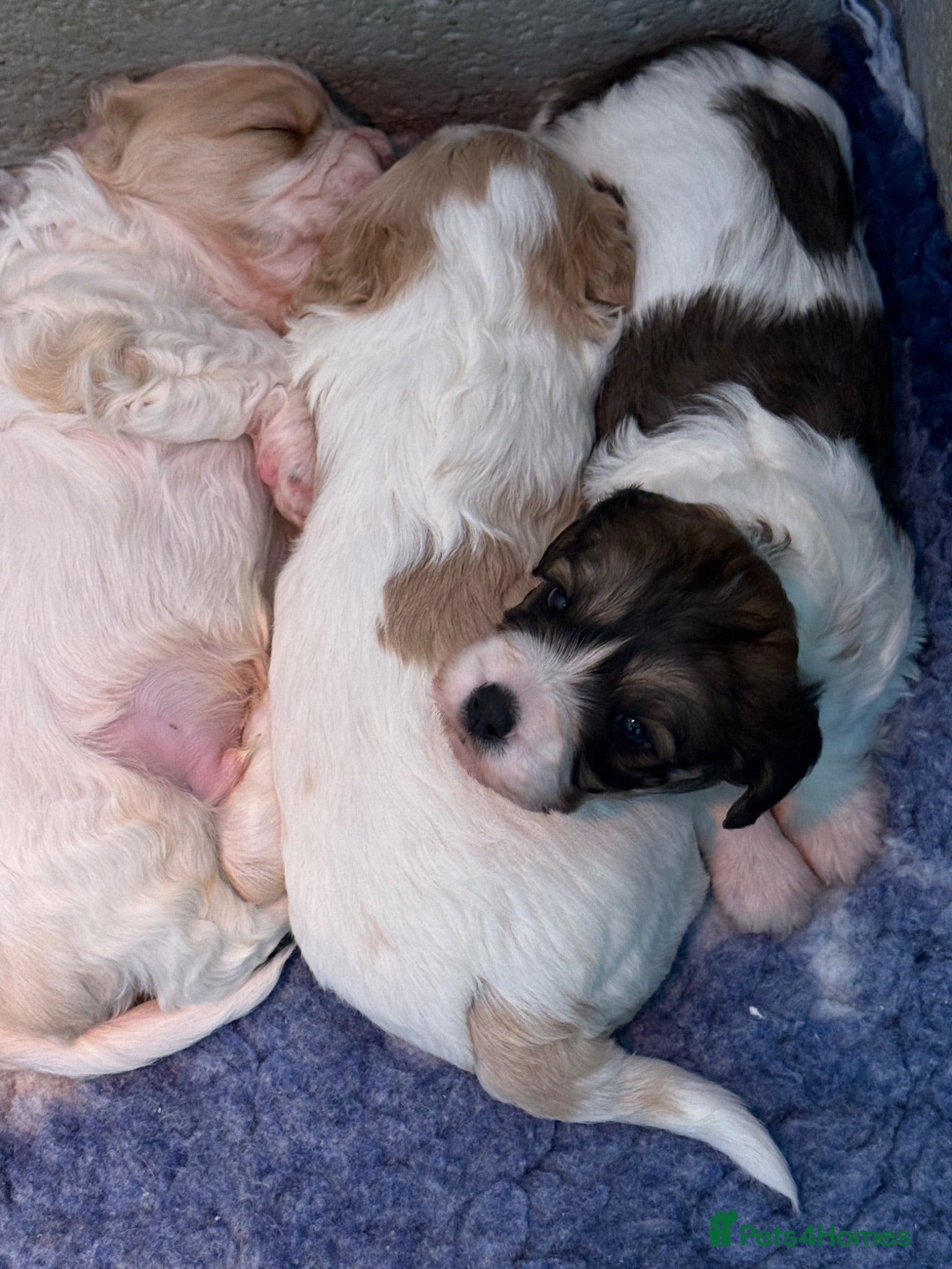 Cavachon dogs Stunning DNA CLEAR PUPPIES - Advert 1