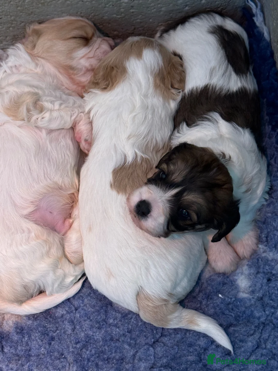 Cavachon dogs for sale: Stunning DNA CLEAR PUPPIES - Advert 2