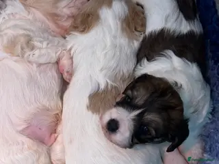 Cavachon dogs for sale: Stunning DNA CLEAR PUPPIES - Advert 3