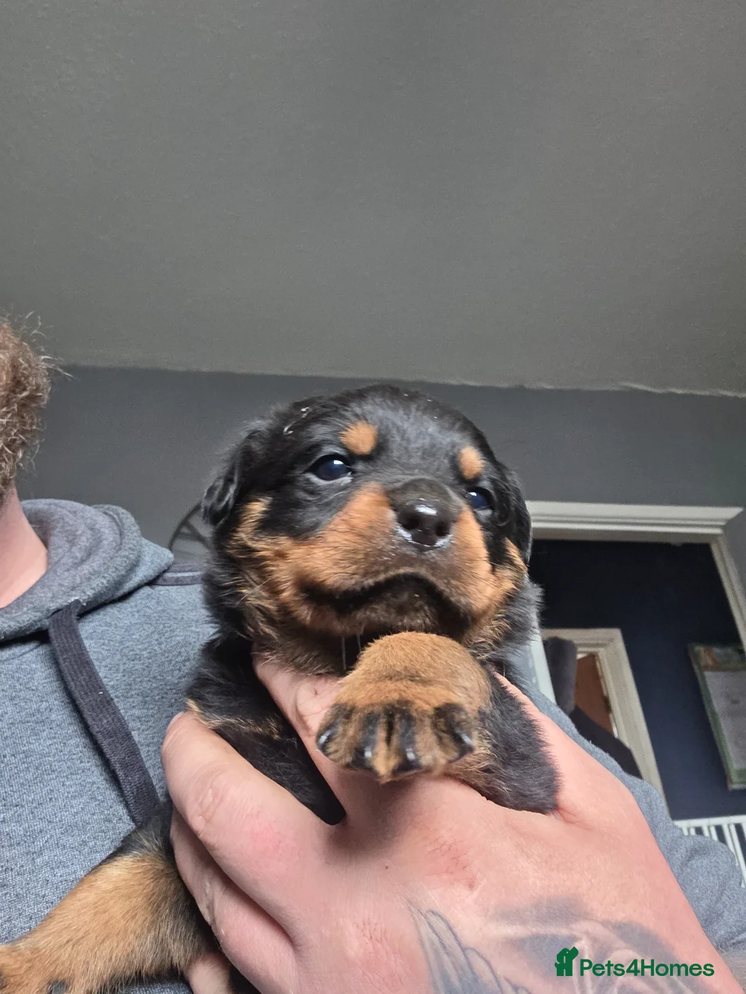 Rottweiler dogs for sale: 2 Stunning Rottweiler Puppies - Advert 1
