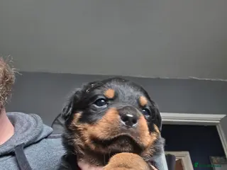 Rottweiler dogs 2 Stunning Rottweiler Puppies - Advert 8