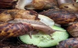 Snails invertebrates for sale: African giant land snails babies - Image 4