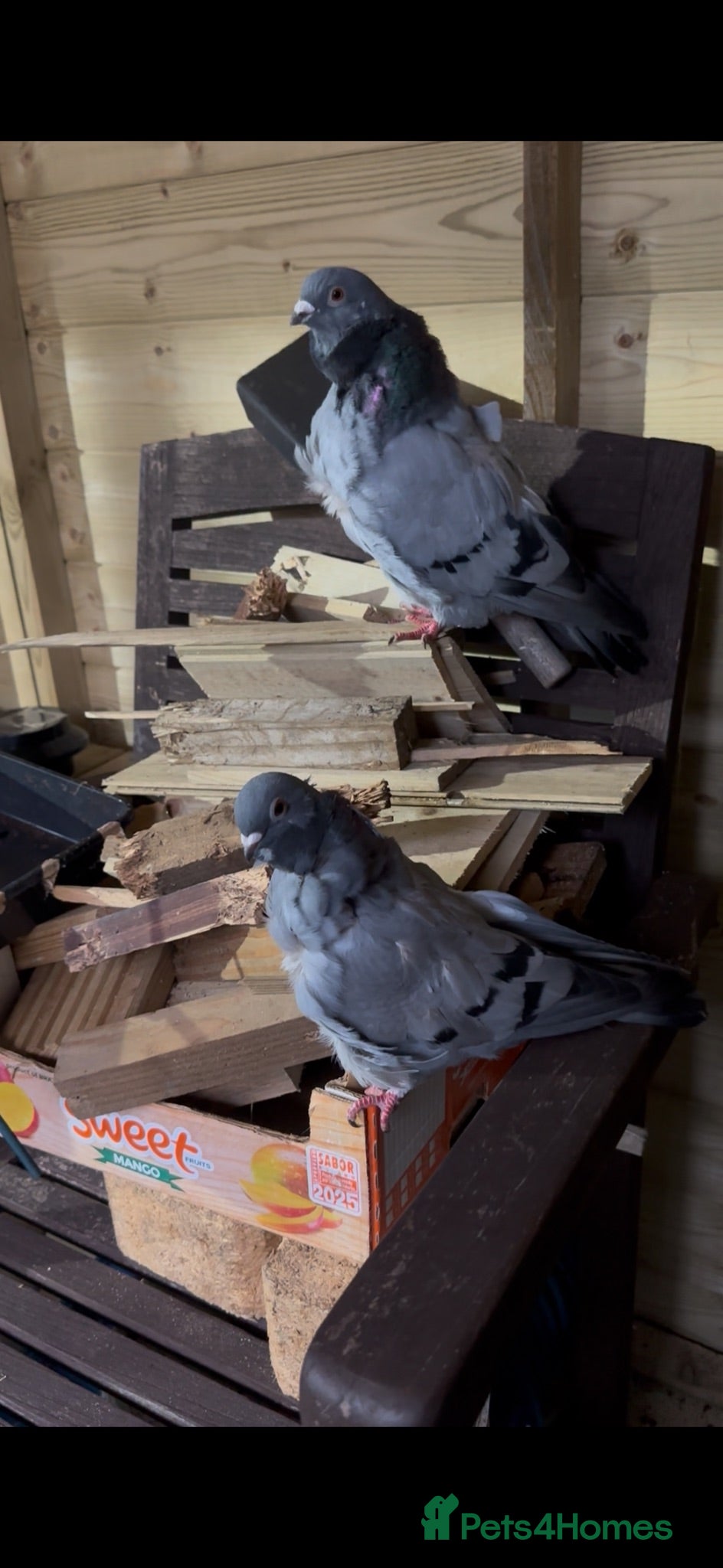 Pigeons birds Show quality Chinese owls Fancy pigeons  - Advert 3