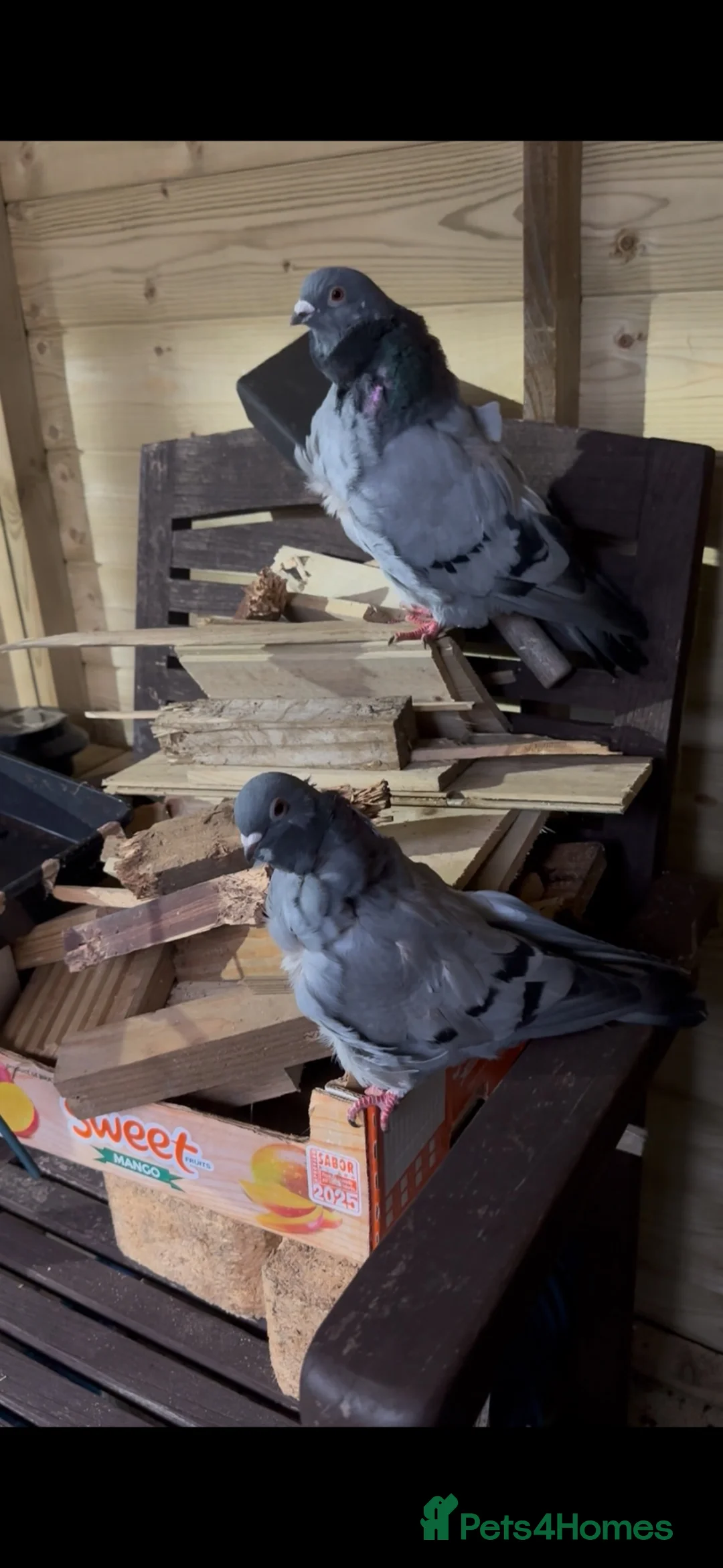 Pigeons birds for sale: Show quality Chinese owls Fancy pigeons  - Advert 1