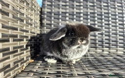 Mini Lop rabbits for sale: Beautiful mini lop bunnies - Image 5