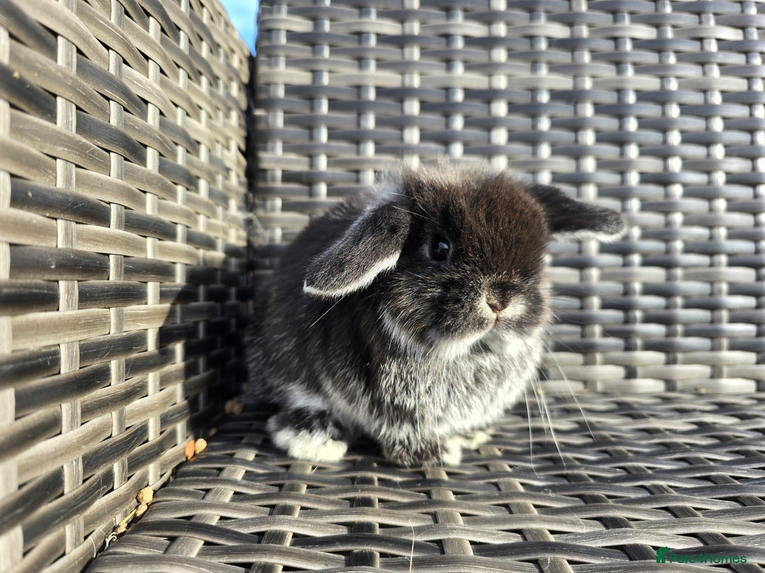 Mini Lop rabbits for sale: Beautiful mini lop bunnies - Image 5