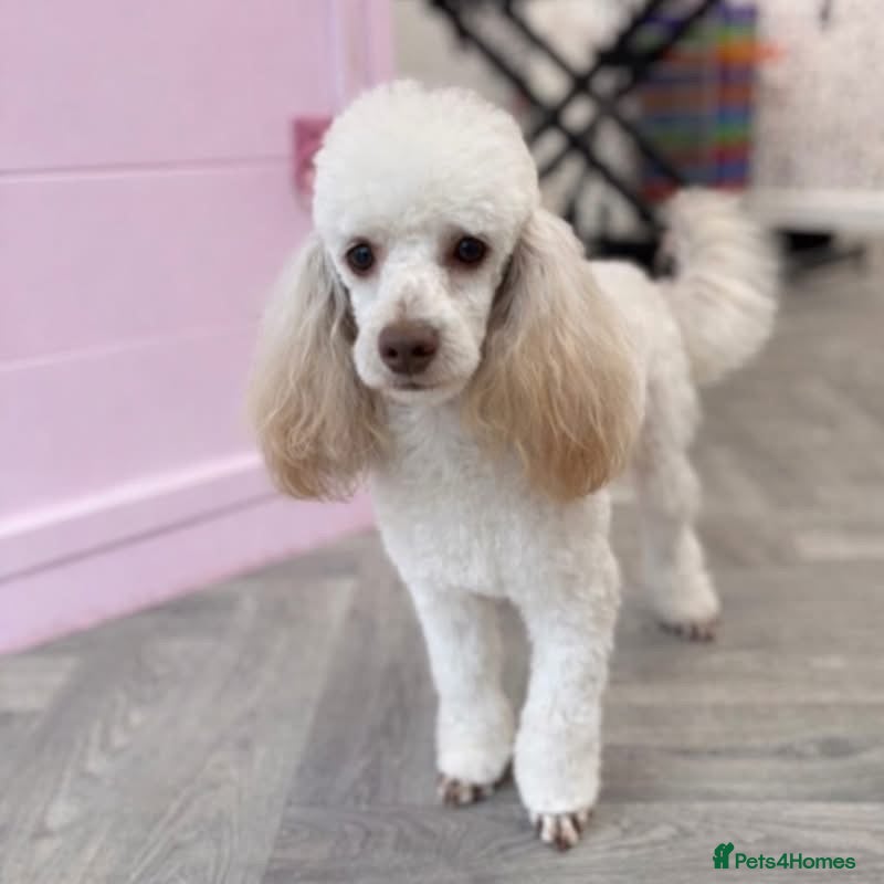 Poodle dogs Toy Poodle Stud dog Available - Advert 2
