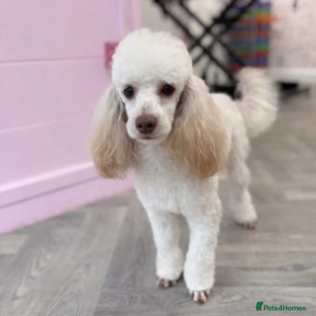 Poodle dogs for stud: Toy Poodle Stud dog Available - Advert 2