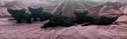 Mixed Breed cats for sale: 6 Black Kittens Ready to Leave! - Advert 2