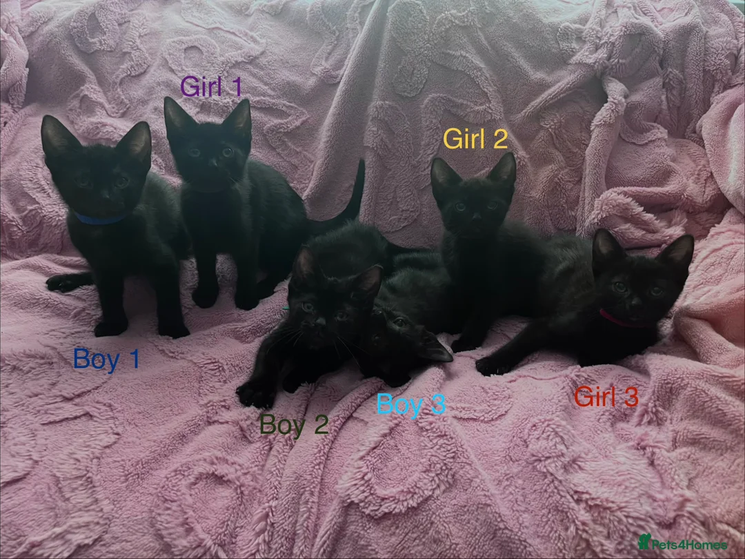 Mixed Breed cats for sale: 6 Black Kittens Ready to Leave! - Advert 2
