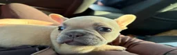 French Bulldog dogs for sale: Male French bulldog  - Advert 11
