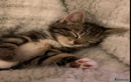 Mixed Breed cats for sale: Adorable tabby kittens 8 weeks old - Image 2