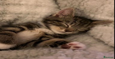 Mixed Breed cats - Advert 11