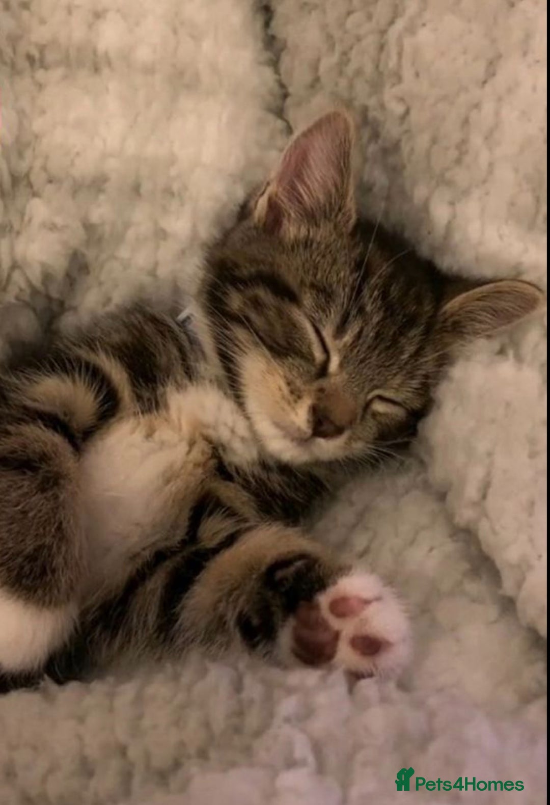 Mixed Breed cats for sale: Adorable tabby kittens 8 weeks old - Image 2