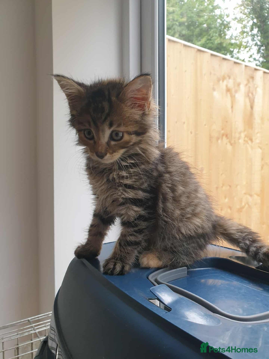 Mixed Breed cats for sale: Lovely tabby kitten  - Image 2
