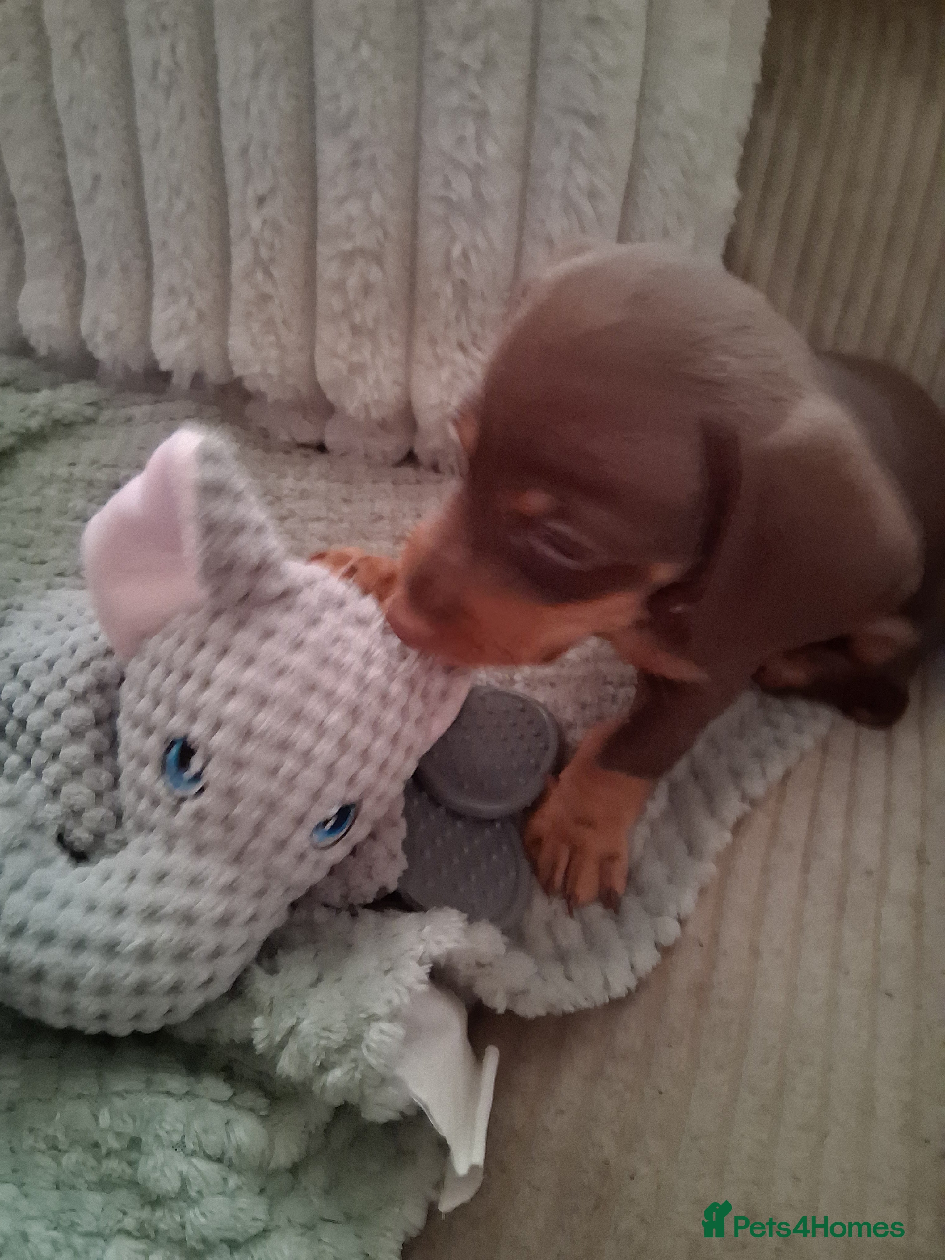 Miniature Dachshund dogs for sale: ONLY 1 BOY LEFT ,READY TO LEAVE THURSDAY 07/05/  - Advert 4