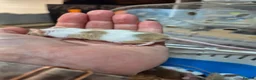 Mouse rodents for sale: Fancey Male and female mice - Advert 4