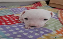 Staffordshire Bull Terrier dogs for sale: RARE CLASSIC MARKINGS - Image 20
