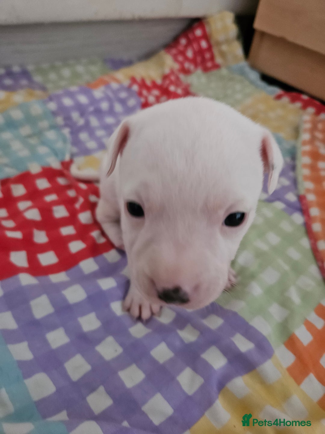 Staffordshire Bull Terrier dogs for sale: RARE CLASSIC MARKINGS - Image 20