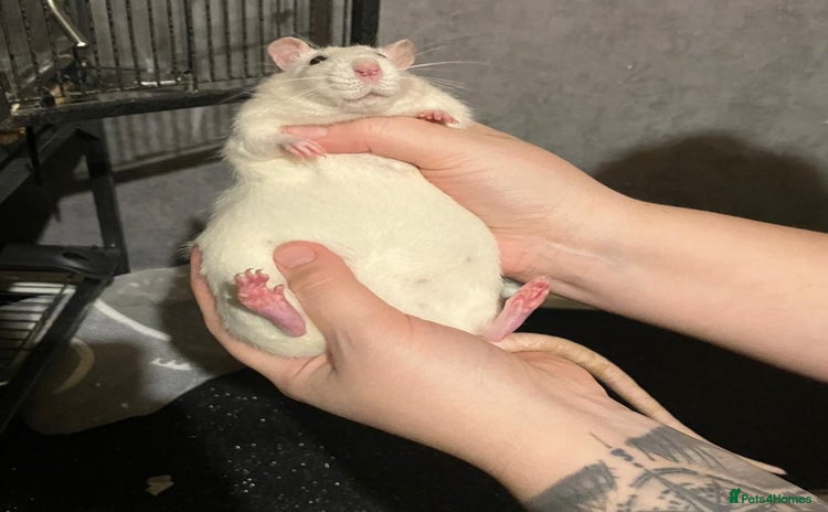 Rat rodents - Advert 11