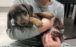 Miniature Dachshund dogs for sale: 🥰 Stunning Miniature Dachshunds 🥰 - Advert 9