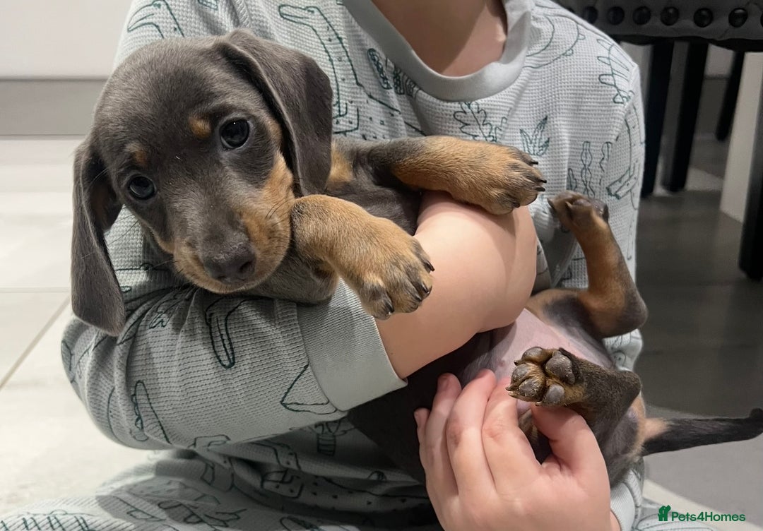 Miniature Dachshund dogs for sale: 🥰 Stunning Miniature Dachshunds 🥰 - Advert 9