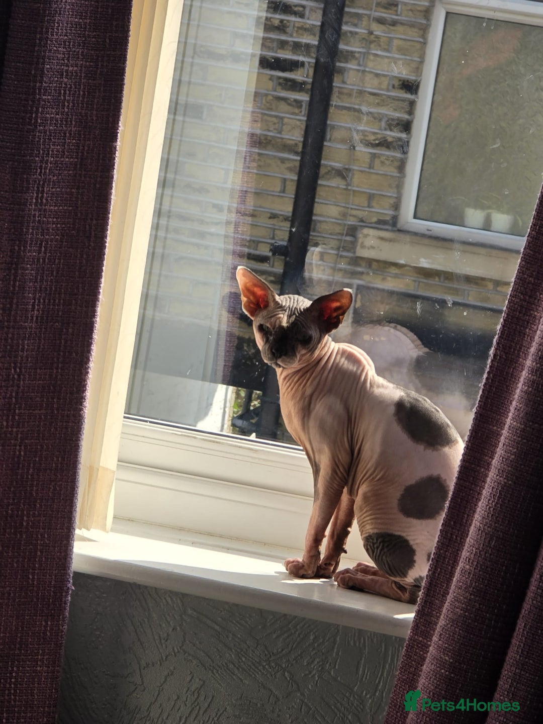 Sphynx cats for sale: Male Sphynx  - Advert 1