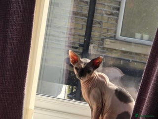 Sphynx cats Male Sphynx - Advert 1