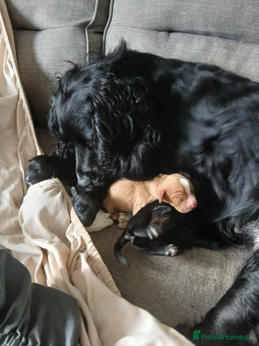 Cocker Spaniel dogs for sale: Beautiful pedigree cocker spaniel puppies  - Advert 2