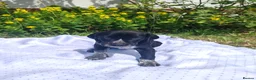 German Shorthaired Pointer dogs for sale: ❤️🐾 GORGEOUS GERMAN SHORTHAIRED POINTER PUPPIES - Advert 14