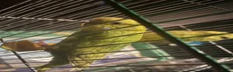 Budgerigars birds for sale: 1 pair of budgies with the cage - Advert 7