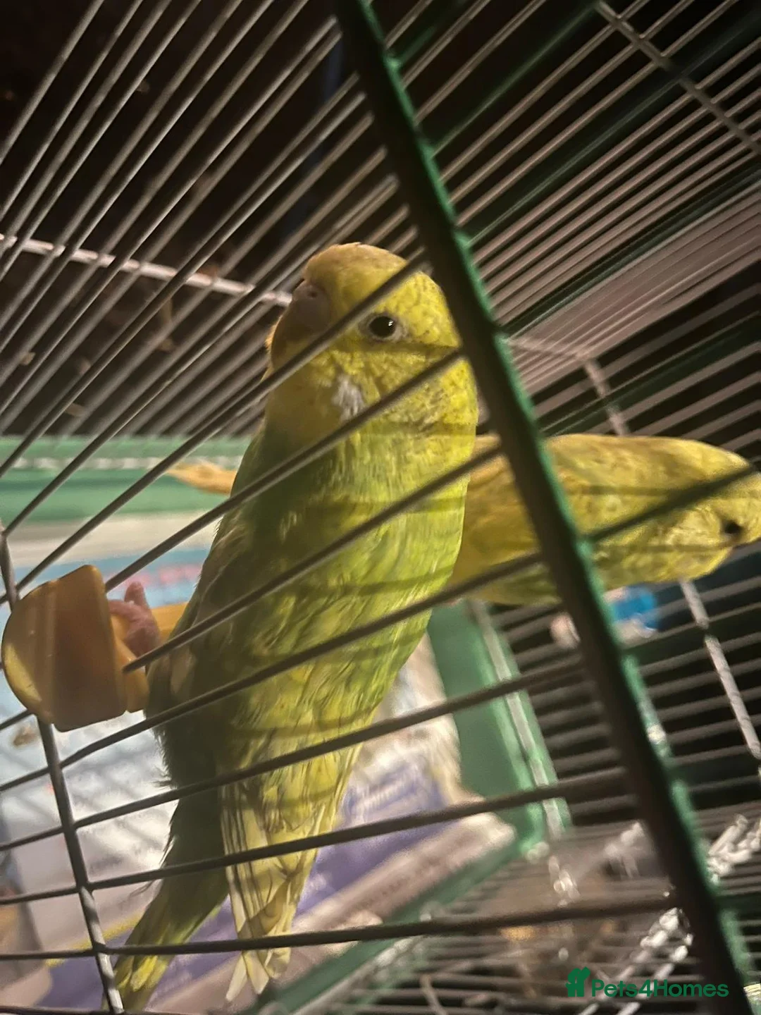 Budgerigars birds for sale: 1 pair of budgies with the cage - Advert 7