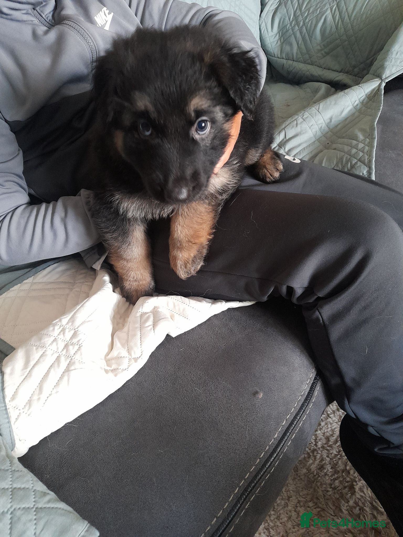 German Shepherd dogs Straight backed german shepherd puppies - Advert 6