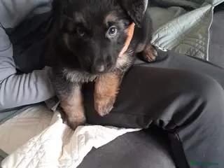 German Shepherd dogs Straight backed german shepherd puppies - Advert 7