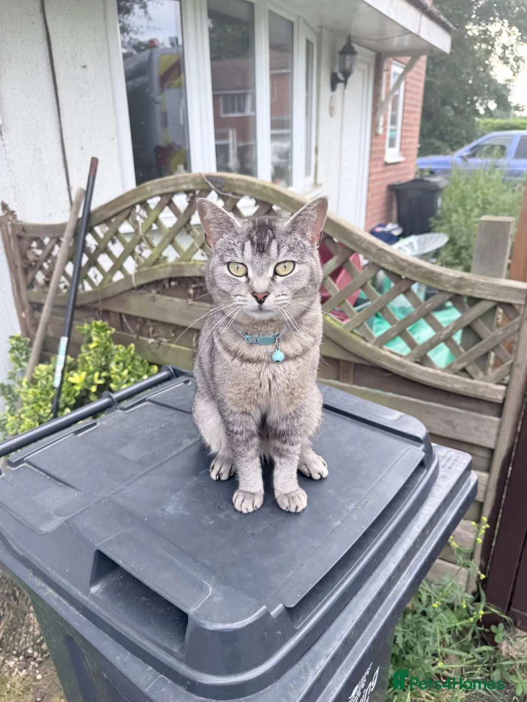 Scottish Fold cats for sale: Sweet Milky for rehome - Advert 2