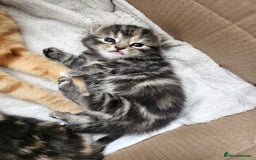 Mixed Breed cats for sale: Female mixed breed kitten (Black and Grey) in Birmingham - Image 1