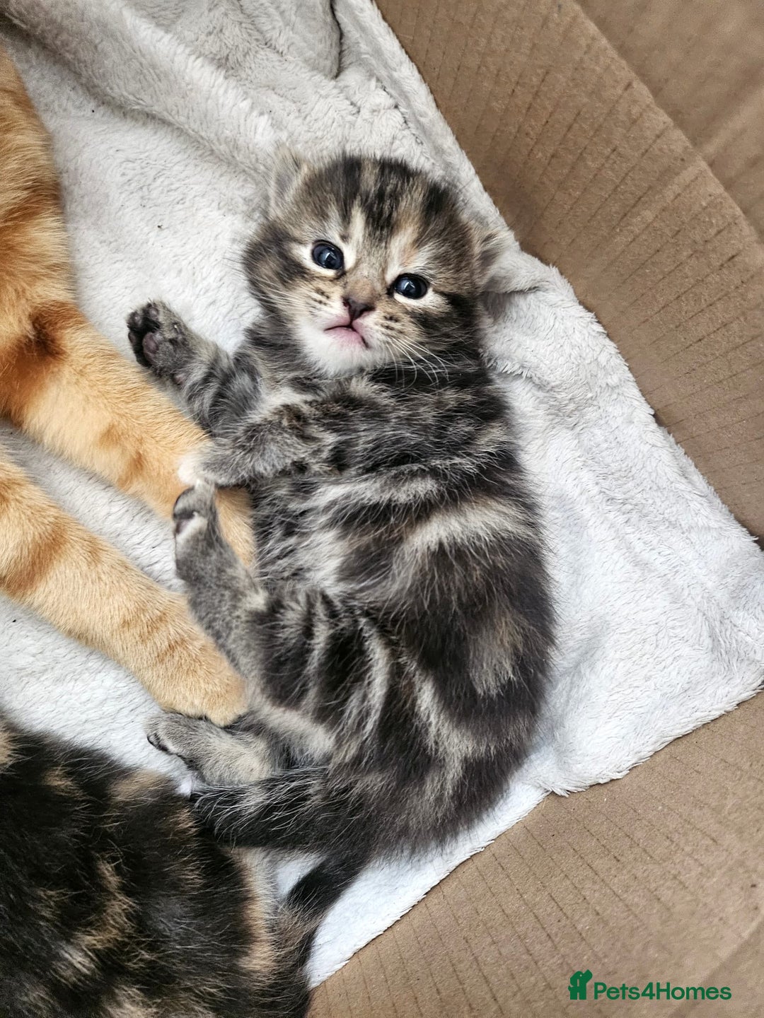 Mixed Breed cats for sale: Female mixed breed kitten (Black and Grey) in Birmingham - Image 1