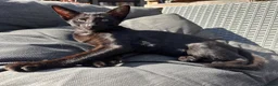 Oriental cats for sale: Oriental mix in Lincoln - Advert 5