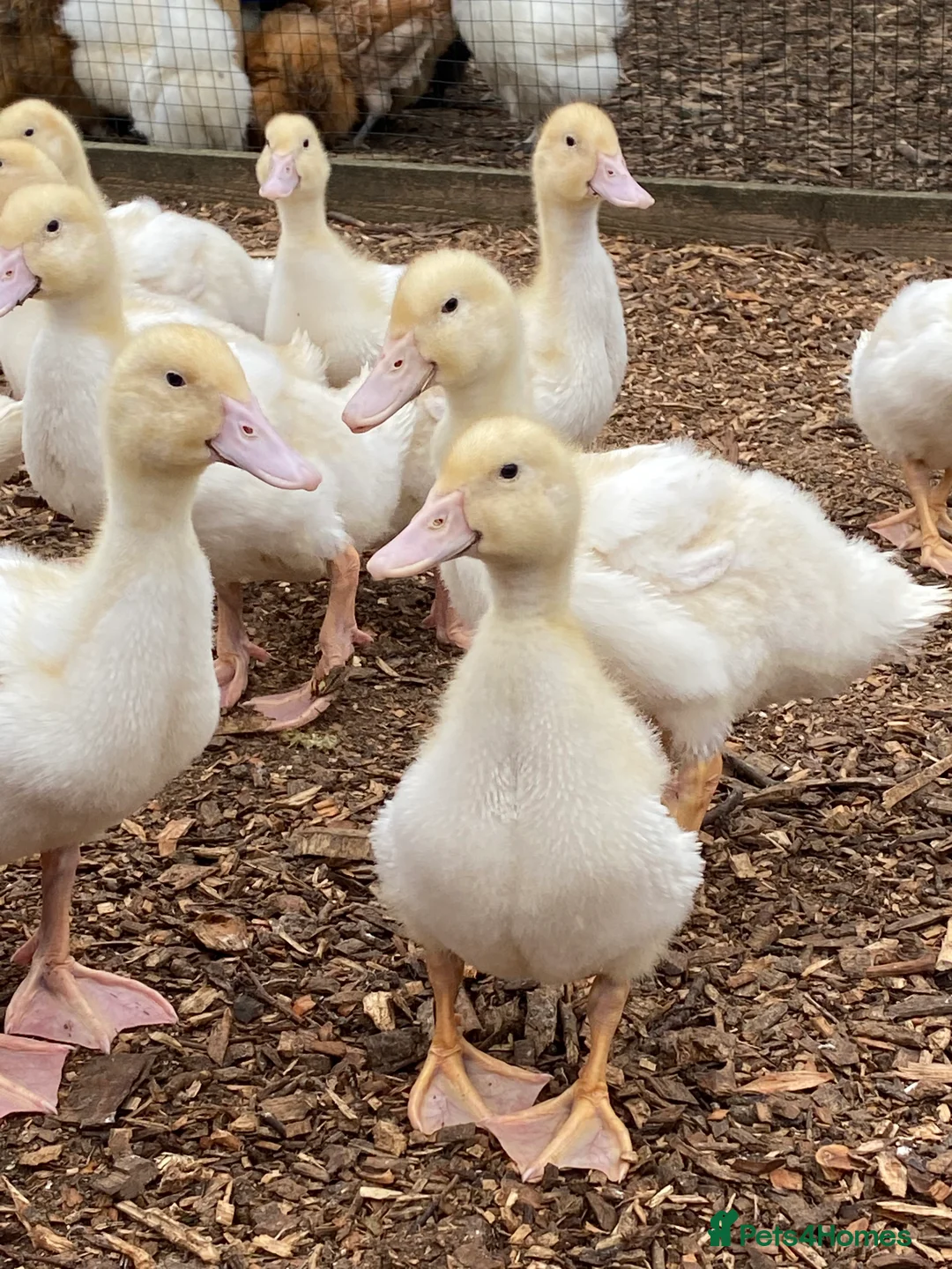 Ducks poultry for sale: Female Aylesbury ducks  - Advert 1