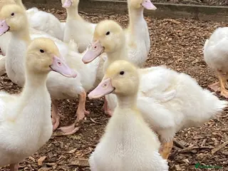 Ducks poultry Female Aylesbury ducks - Advert 1