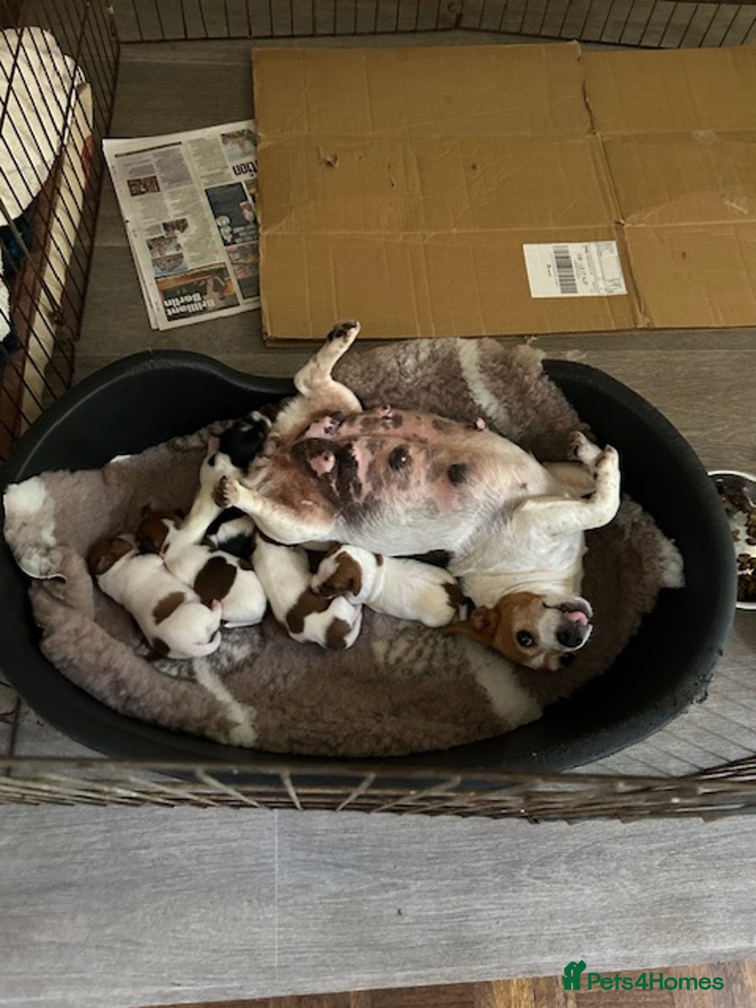 Jack Russell dogs for sale: Quality Smooth Coated Short Legged JRT's - Image 12