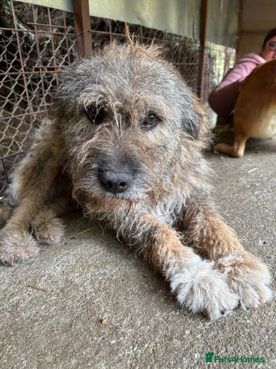 Mixed Breed dogs for adoption: 10 year old Fionn needs a retirement home  - Advert 4