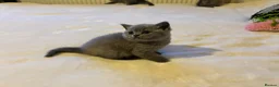 British Shorthair cats for sale: 🐾 Beautiful British Shorthair Kittens 🐾 in Huddersfield - Advert 14