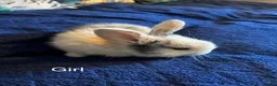 Mini Lion Lop rabbits for sale: Lion lop cross bunnies  - Advert 1