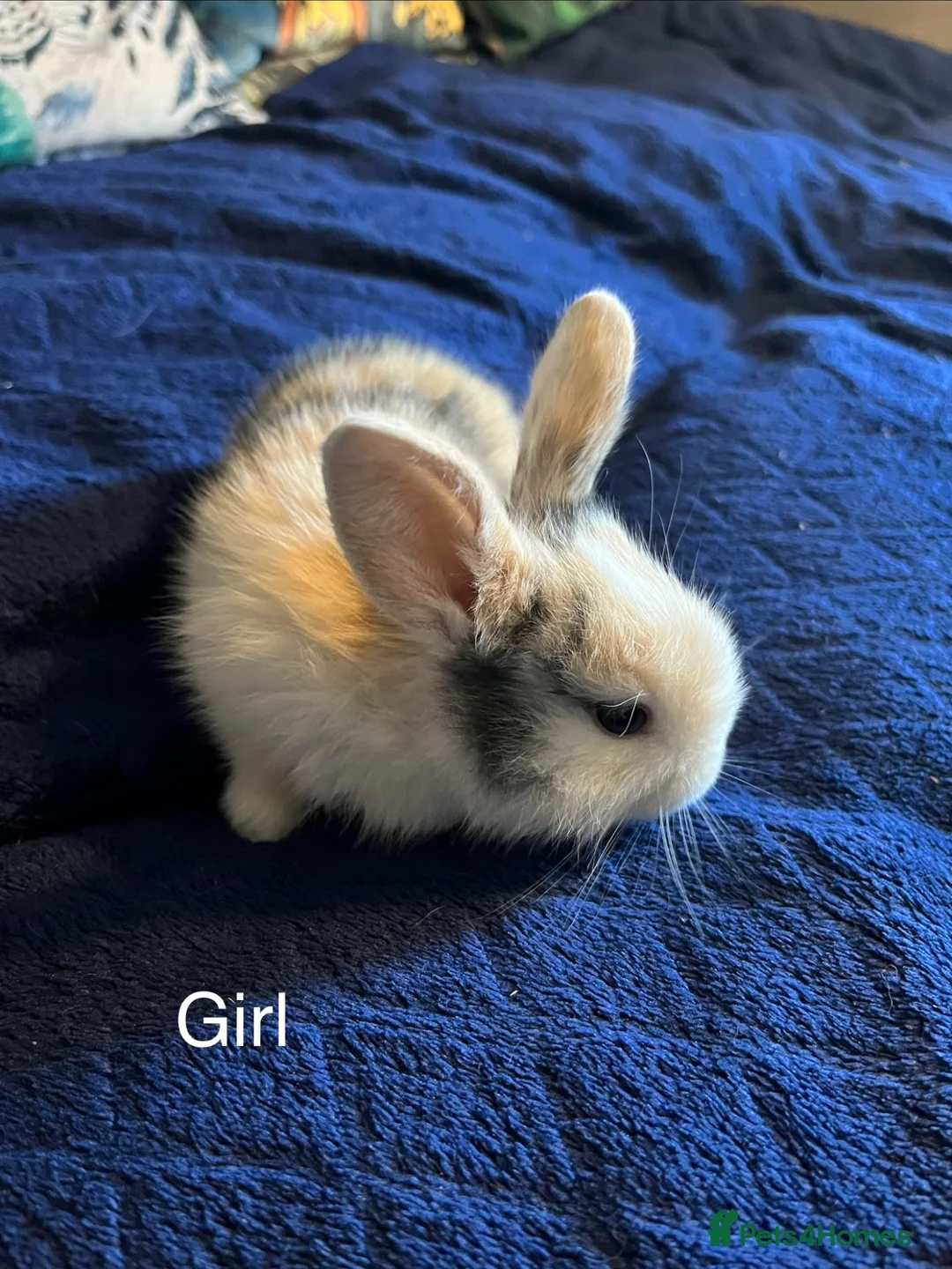 Mini Lion Lop rabbits for sale: Lion lop cross bunnies  - Advert 1
