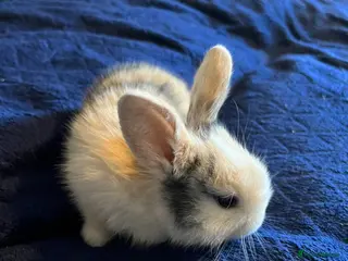 Mini Lion Lop rabbits Lion lop cross bunnies - Advert 3