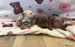 Mixed Breed dogs for sale: Jack Russel/miniature Datchound - Image 7