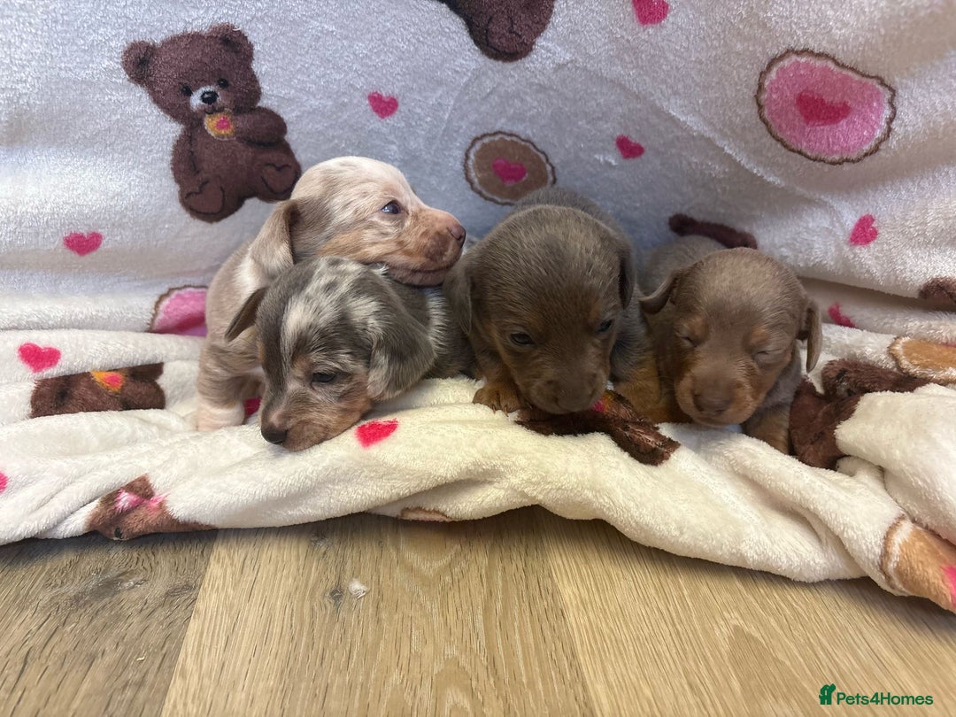 Mixed Breed dogs for sale: Jack Russel/miniature Datchound - Image 7