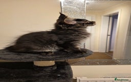 Maine Coon cats for sale: PURE BREED MAINE COONS KITTENS Delivery available - Image 8